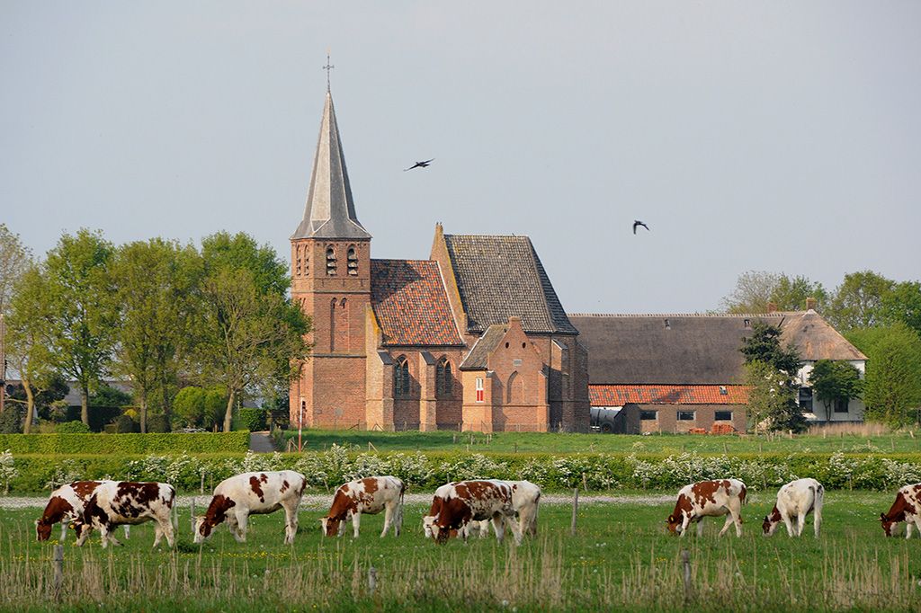 Het kerkje van Persingen in de Ooijpolder, met koeien in de wei